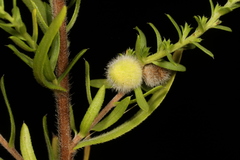 Rhopalomyia gemmaria