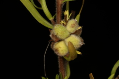 Rhopalomyia gemmaria