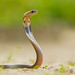 印度眼鏡蛇 - Photo 由 Daniel V Raju 所上傳的 (c) Daniel V Raju，保留部份權利CC BY-NC