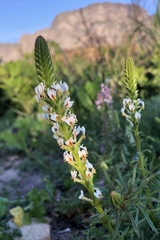 Hebenstretia robusta