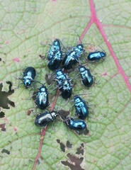 Alticina