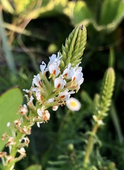 Hebenstretia robusta