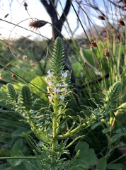 Hebenstretia robusta