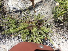 Thamnochortus cinereus