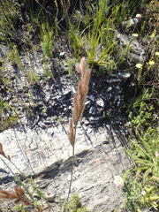 Thamnochortus cinereus