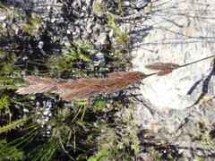 Thamnochortus cinereus