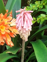 Veltheimia bracteata