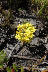 Sebaea grisebachiana