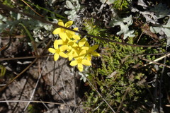 Sebaea grisebachiana