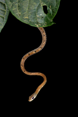 Dendrelaphis grandoculis