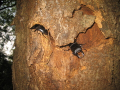 Serrognathus titanus platymelus