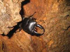 Serrognathus titanus platymelus