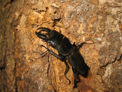 Serrognathus titanus platymelus