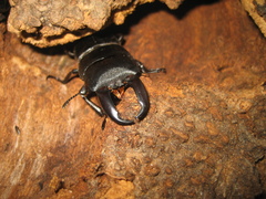 Serrognathus titanus platymelus