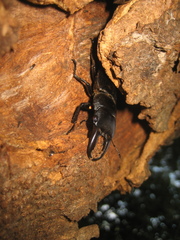 Serrognathus titanus platymelus