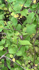 Coprosma rotundifolia