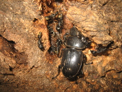 Serrognathus titanus platymelus