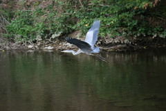 Ardea cinerea