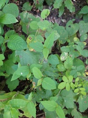 Ayenia dentata