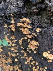 Xeromphalina