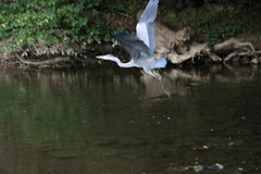 Ardea cinerea