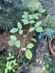 Erythrina crista-galli