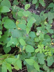 Ayenia dentata