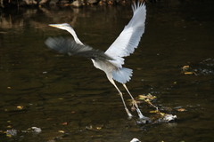 Ardea cinerea