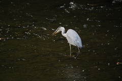 Ardea cinerea