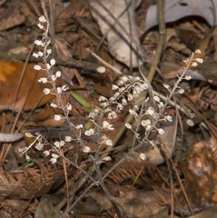 Scutellaria integrifolia