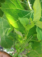 Ayenia dentata