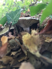 Calocybe
