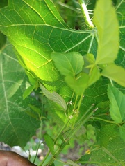 Ayenia dentata