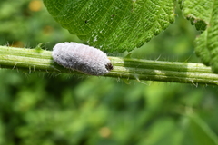 Drosicha