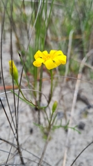 Steirodiscus tagetes