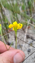 Steirodiscus tagetes