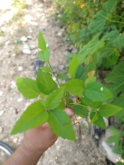 Ayenia dentata