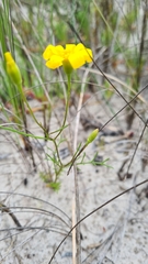 Steirodiscus tagetes