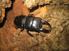 Serrognathus titanus platymelus