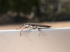 Rhinotia suturalis
