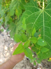 Ayenia dentata