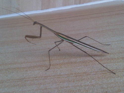 Purple-winged Mantis photo 3