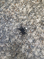 Cyclocosmia truncata