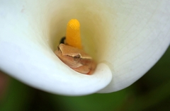 Hyperolius horstockii