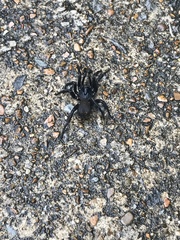 Cyclocosmia truncata