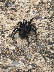 Cyclocosmia truncata