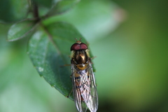 Episyrphus balteatus
