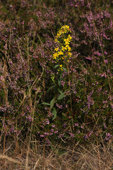 Solidago virgaurea