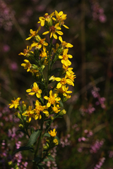Solidago virgaurea