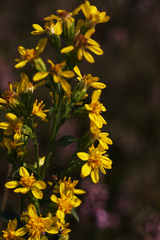 Solidago virgaurea